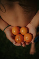 les tomates du jardin dans les mains d'un enfant